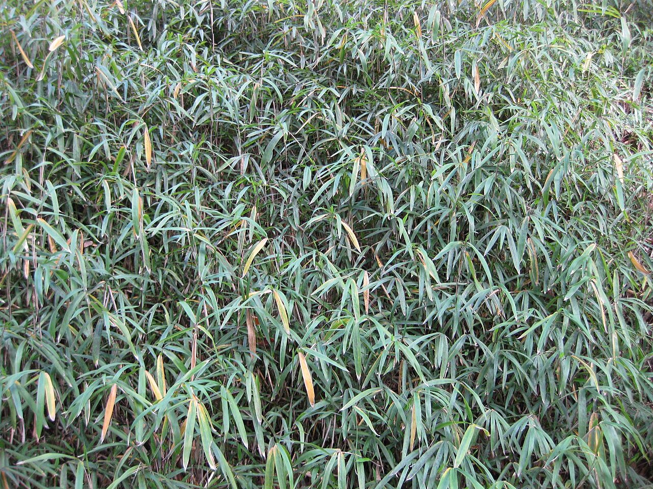 Pleioblastus variegatus, Dwarf white-stripe bamboo — spreading evergreen (Poaceae) (image 6 of 9)