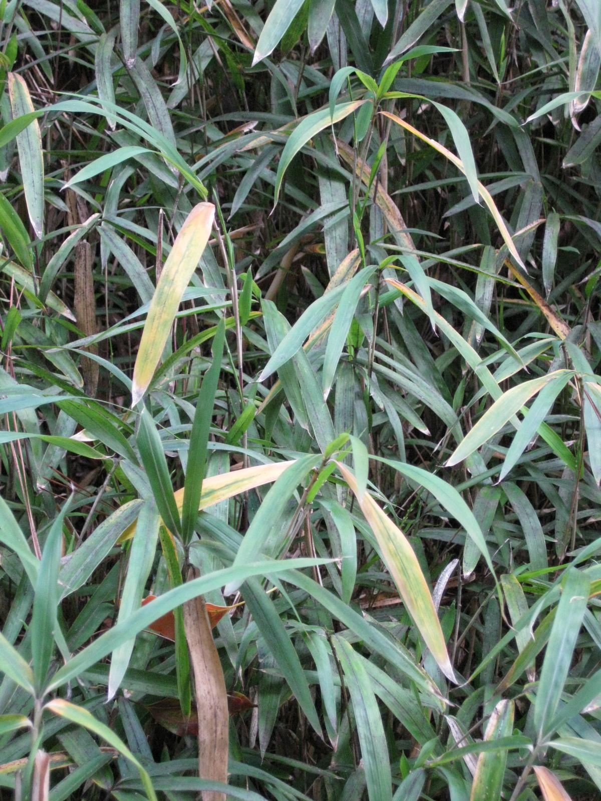 Pleioblastus variegatus, Dwarf white-stripe bamboo — spreading evergreen (Poaceae) (image 7 of 9)