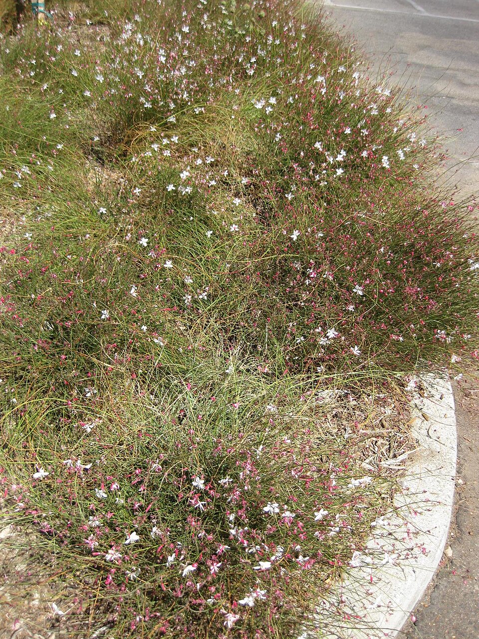 Oenothera lindheimeri (wandflower) (alternate view 11)