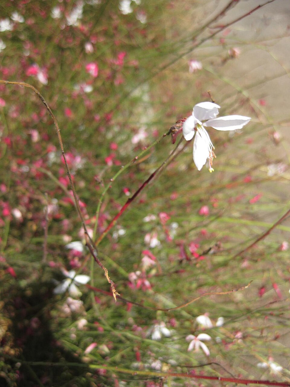Oenothera lindheimeri (wandflower) (alternate view 12)