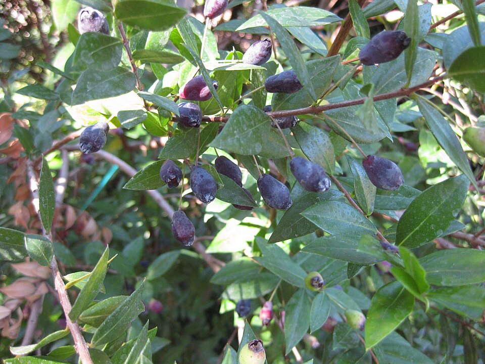Myrtus communis (alternate view 9)