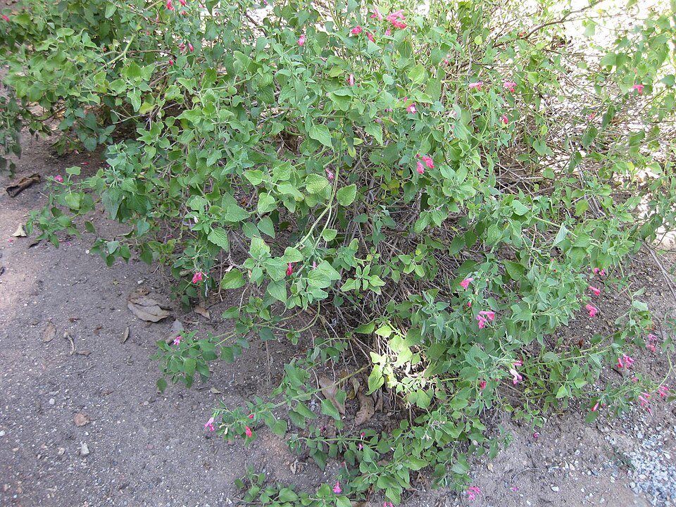 Salvia microphylla (Baby Sage)