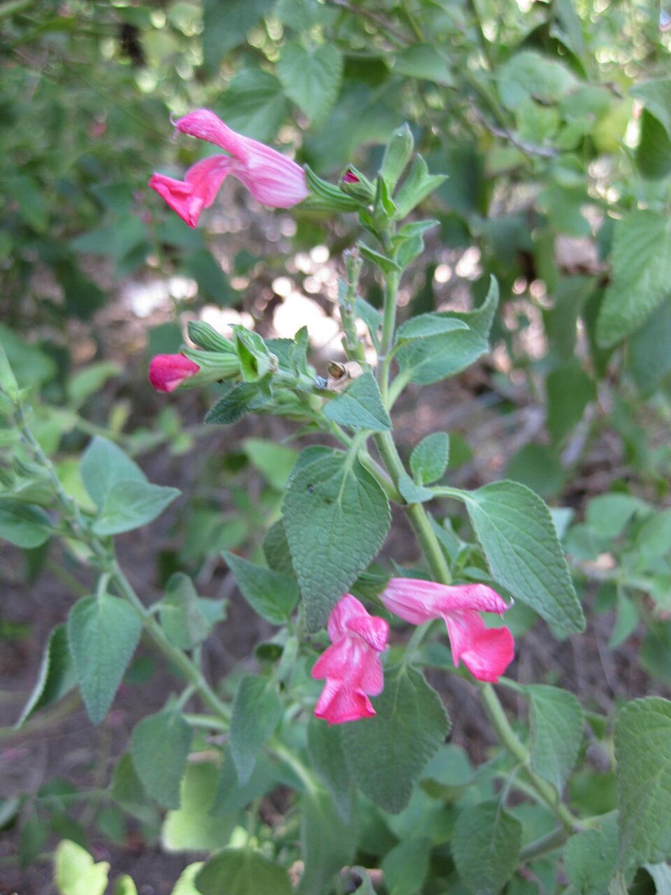 Salvia microphylla (Baby Sage)