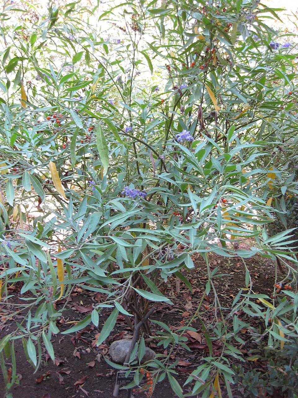 Solanum elaeagnifolium (silverleaf nightshade)