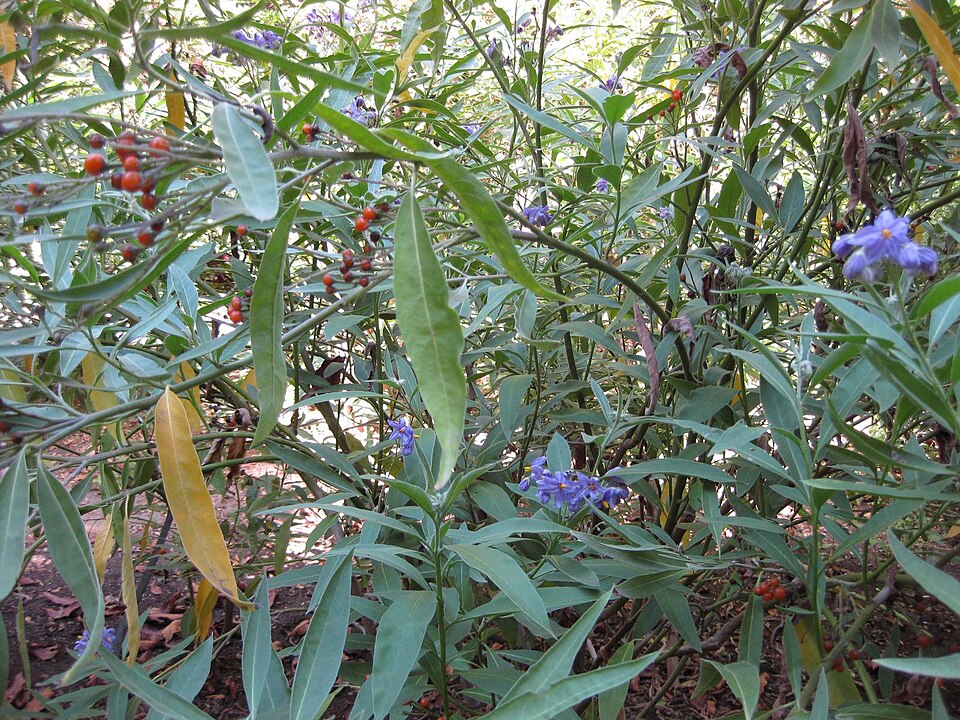 Solanum elaeagnifolium (silverleaf nightshade)