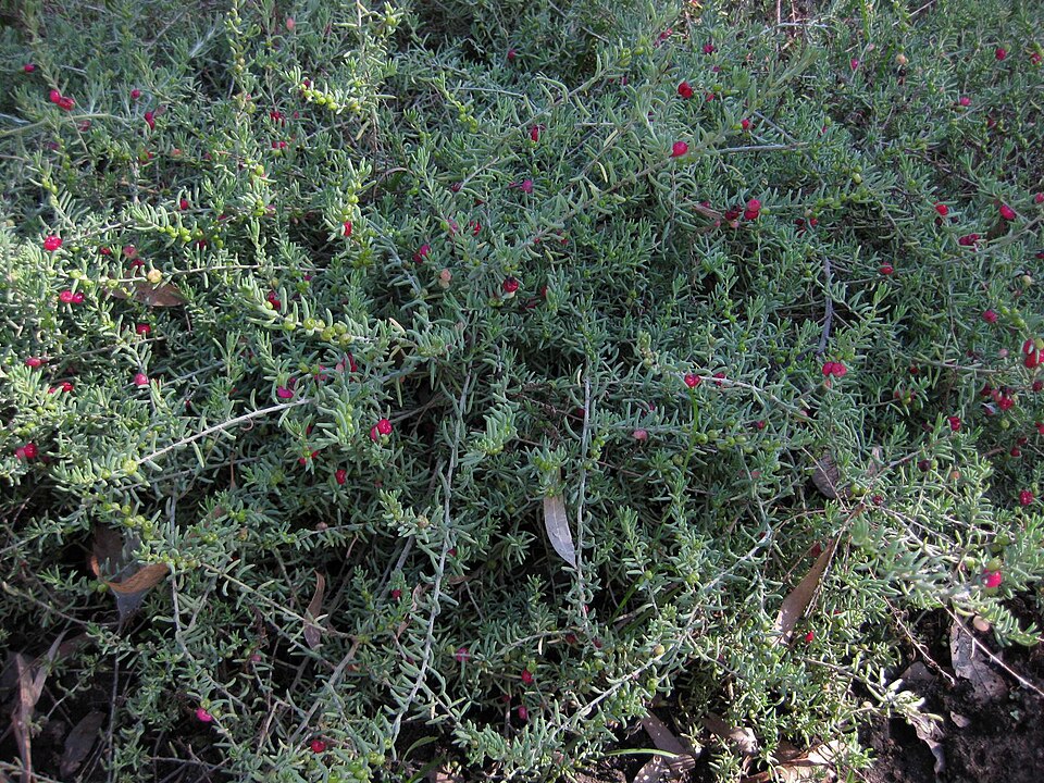 Enchylaena tomentosa (Barrier Saltbush) (alternate view 2)