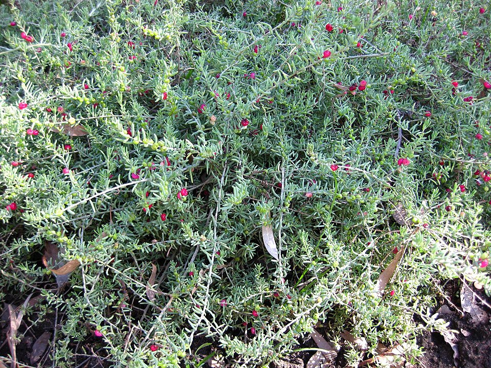 Enchylaena tomentosa (Barrier Saltbush) (alternate view 3)
