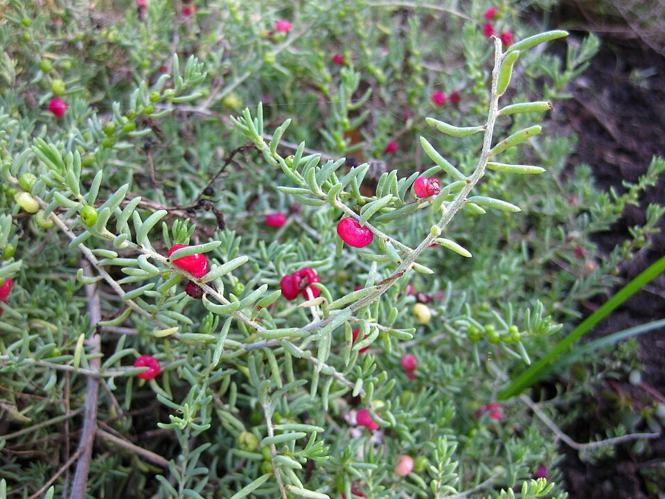 Enchylaena tomentosa (Barrier Saltbush) (alternate view 4)