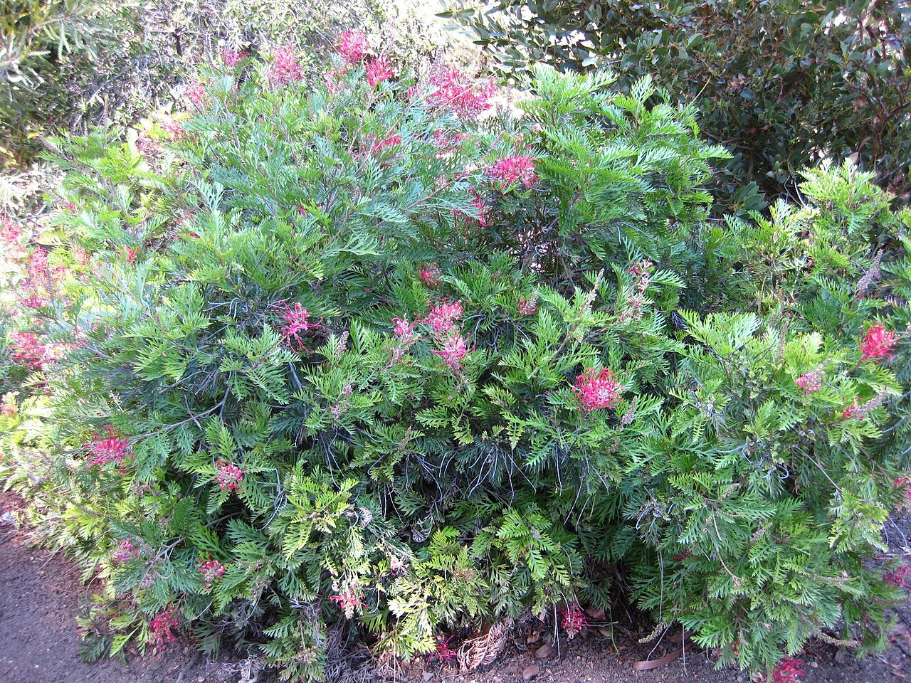 Grevillea 'Robyn Gordon', Grevillea Robyn Gordon — spreading evergreen (Proteaceae) (image 4 of 9)