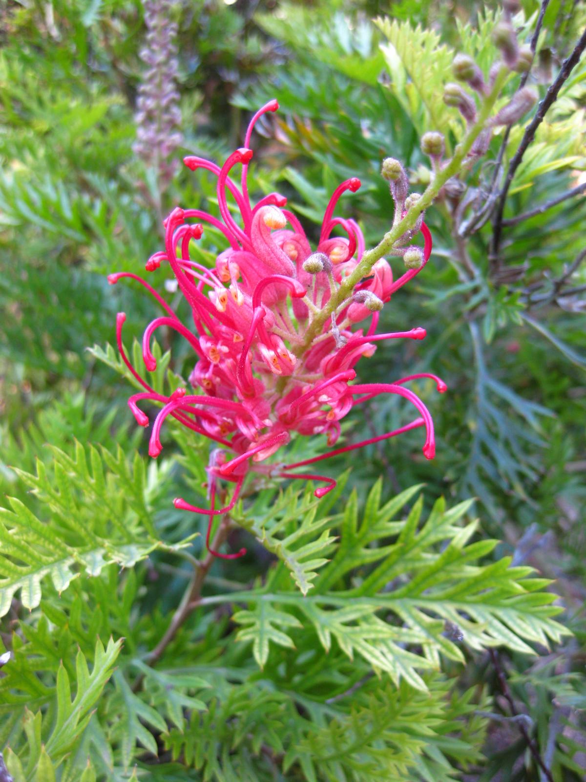 Grevillea 'Robyn Gordon', Grevillea Robyn Gordon — spreading evergreen (Proteaceae) (image 5 of 9)
