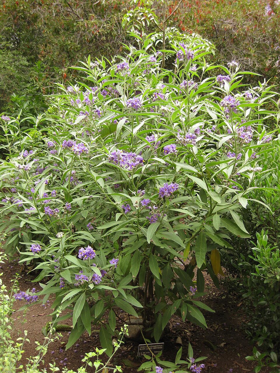 Solanum elaeagnifolium (silverleaf nightshade)