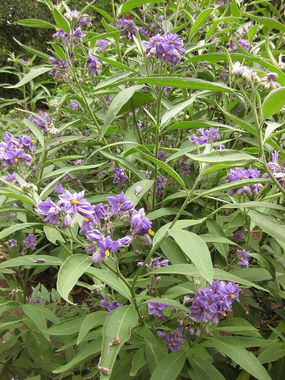 Solanum elaeagnifolium (silverleaf nightshade)