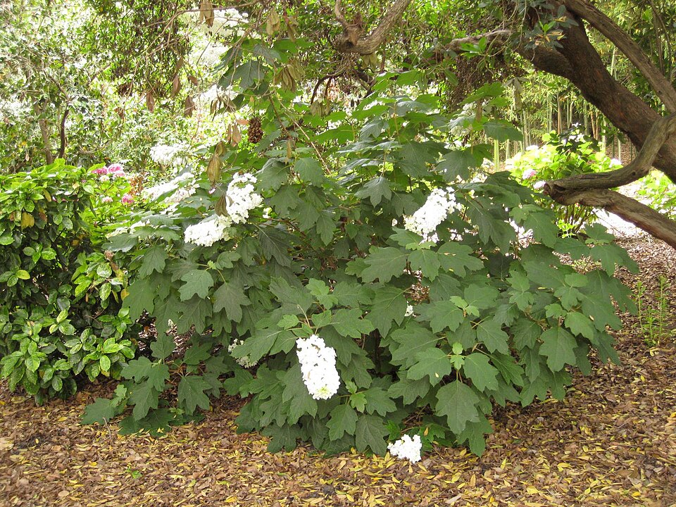 Hydrangea quercifolia (oak-leaf hydrangea) (alternate view 7)