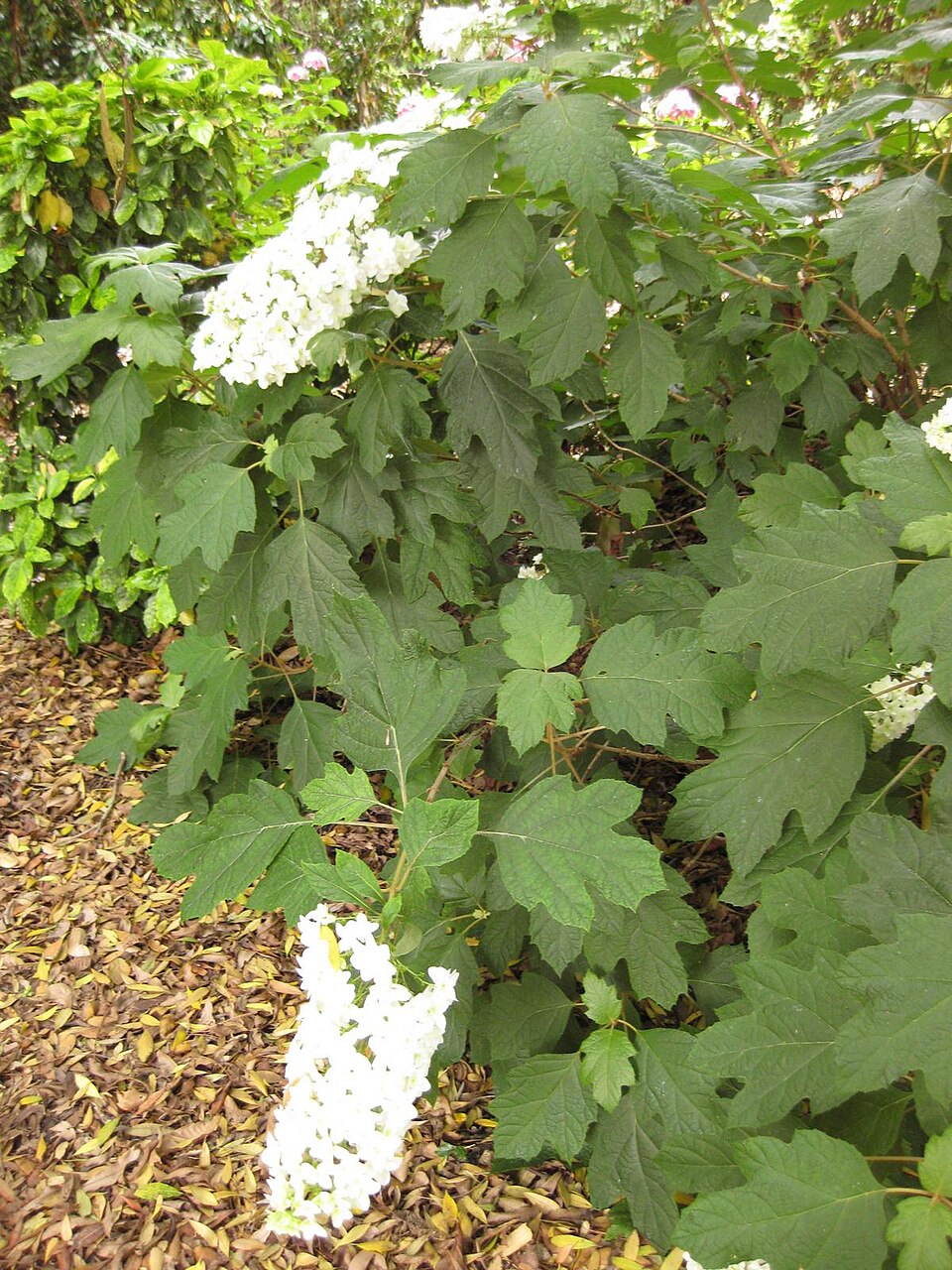 Hydrangea quercifolia (oak-leaf hydrangea) (alternate view 8)