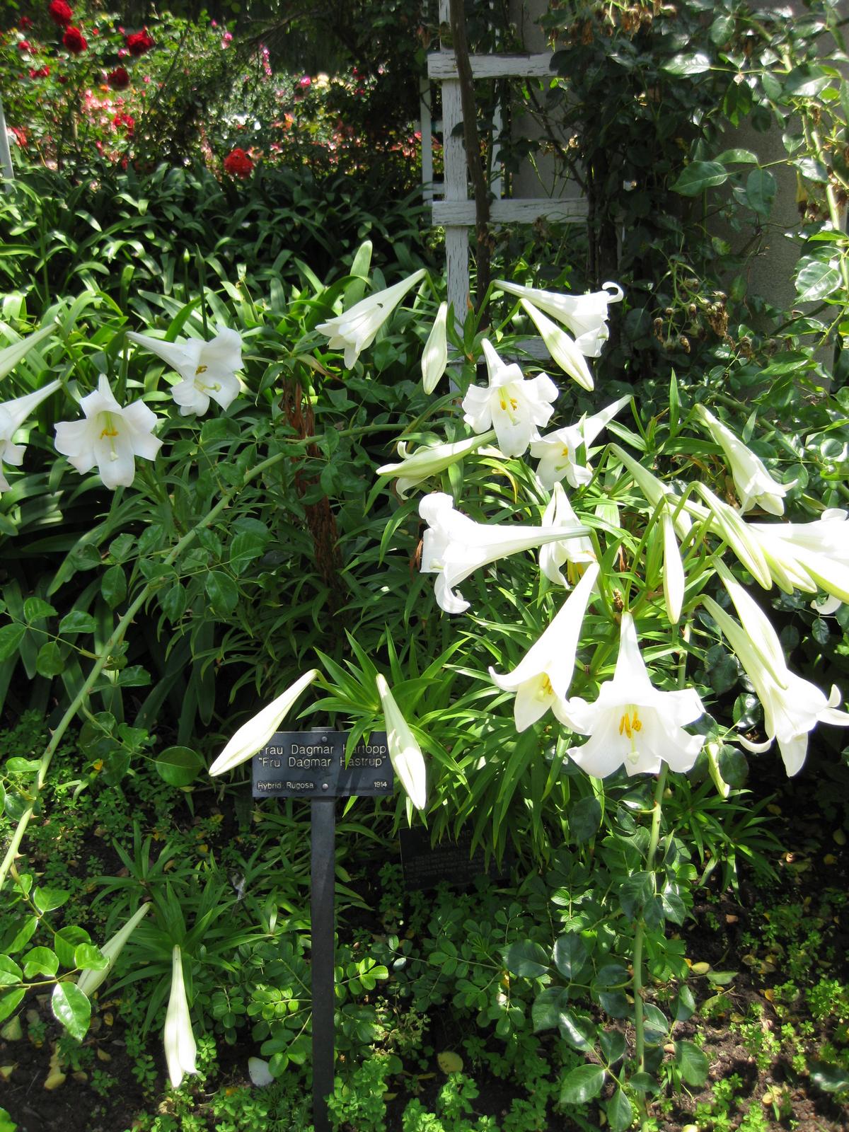 Lilium longiflorum, Easter lily — upright (Liliaceae) (image 2 of 8)