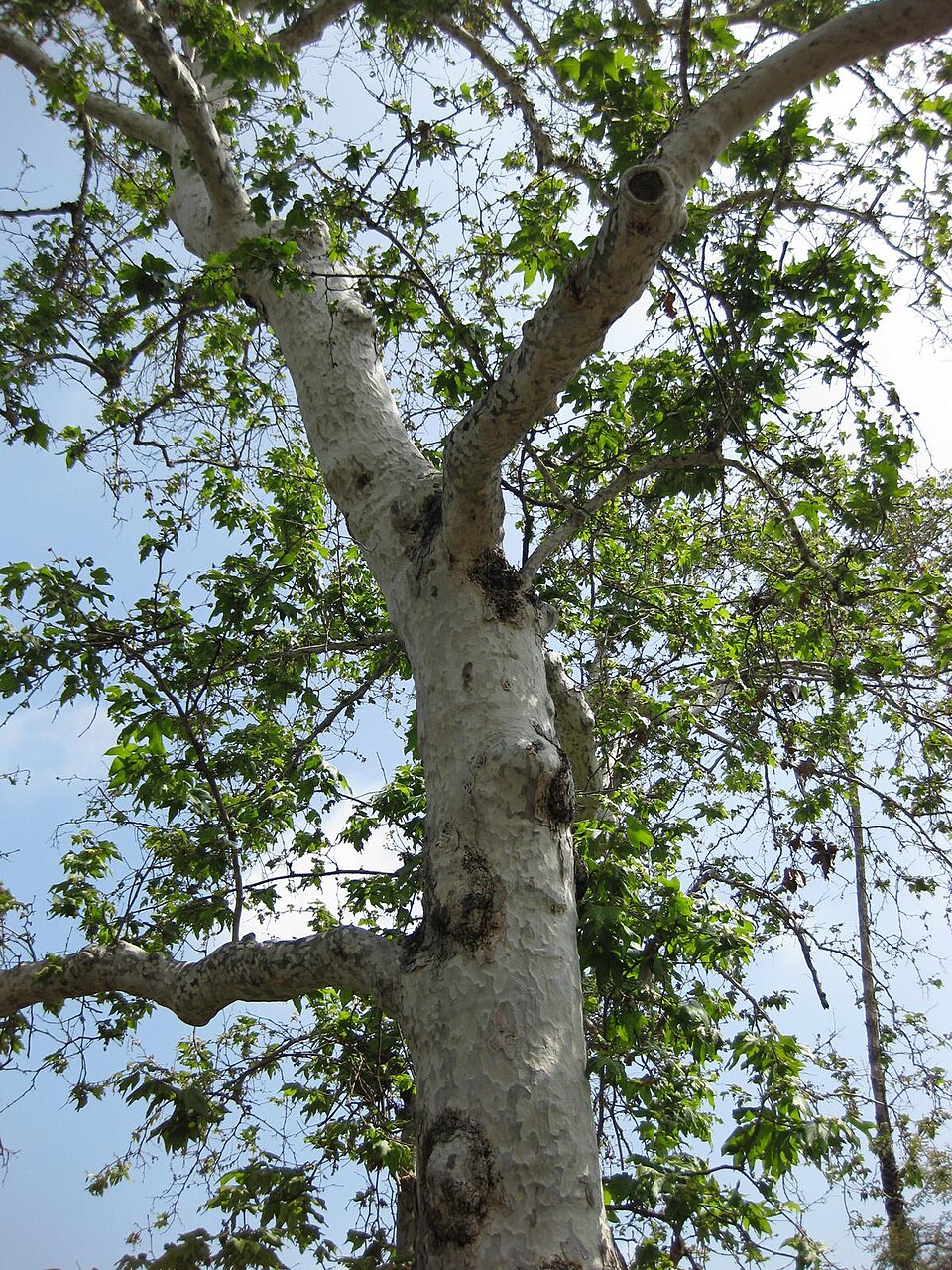 Platanus racemosa (California Sycamore)
