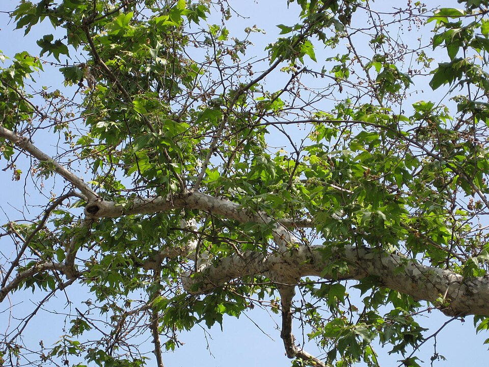 Platanus racemosa (California Sycamore)