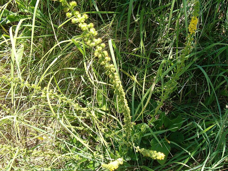 Agrimonia eupatoria (common agrimony)