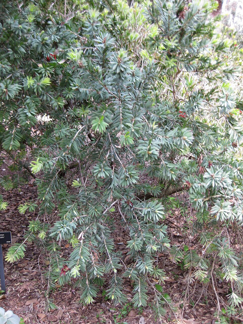 Callistemon viminalis 'Little John' (Little John Dwarf Bottlebrush)