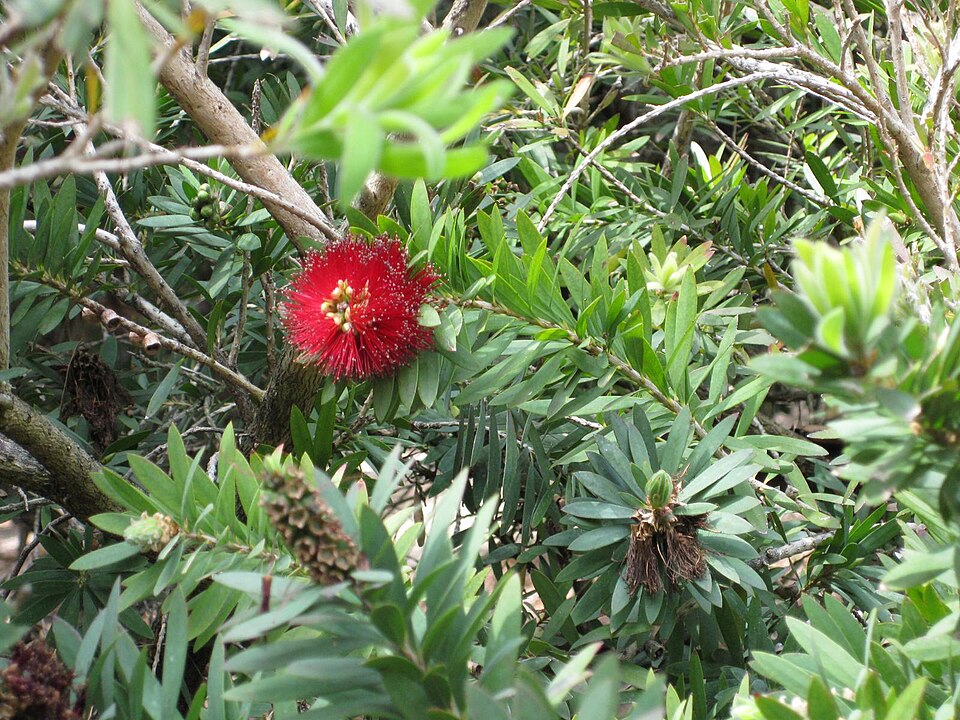 Callistemon viminalis 'Little John' (Little John Dwarf Bottlebrush) (alternate view 2)