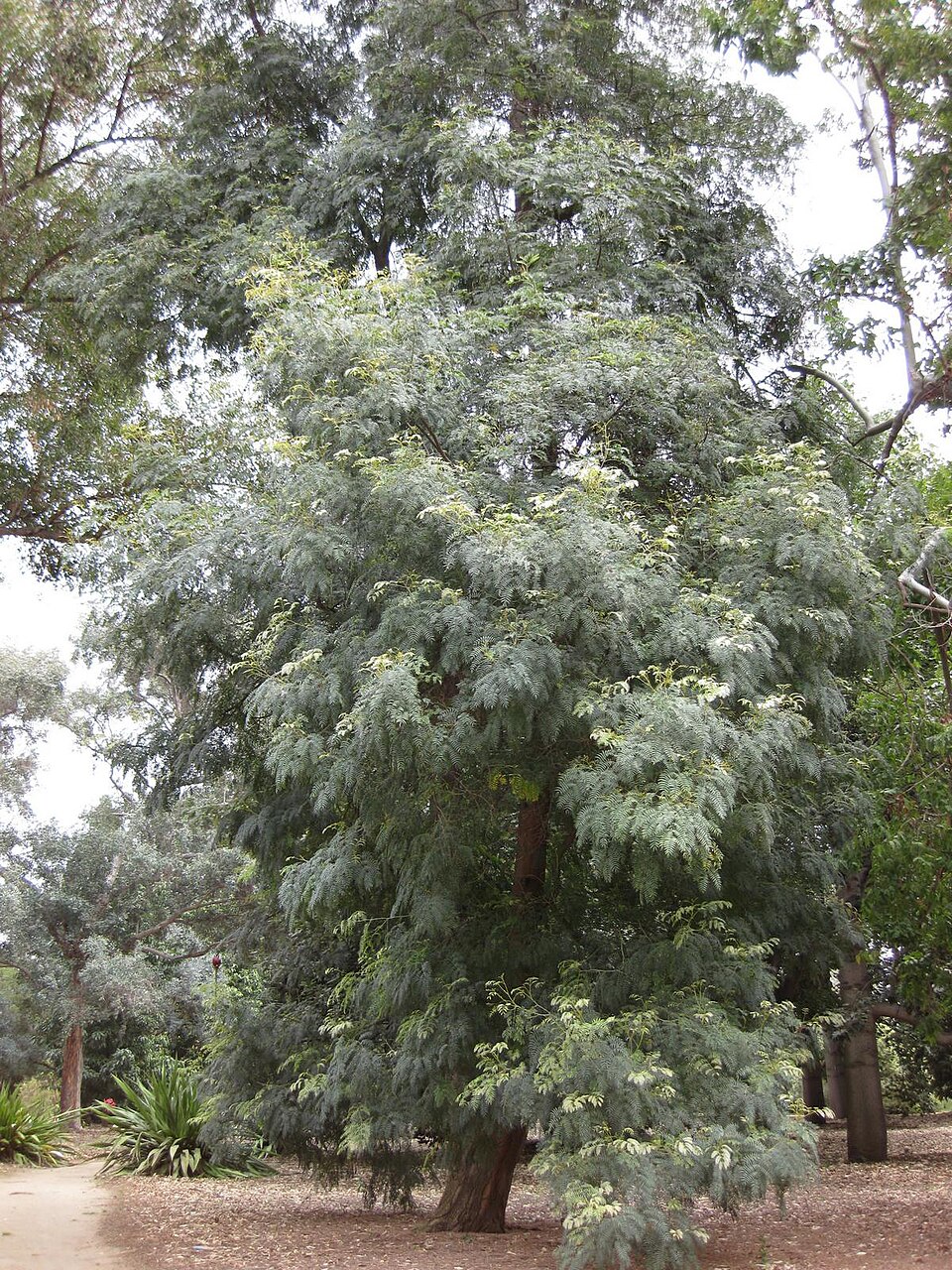 Acacia terminalis (Sunshine Wattle) (alternate view 3)