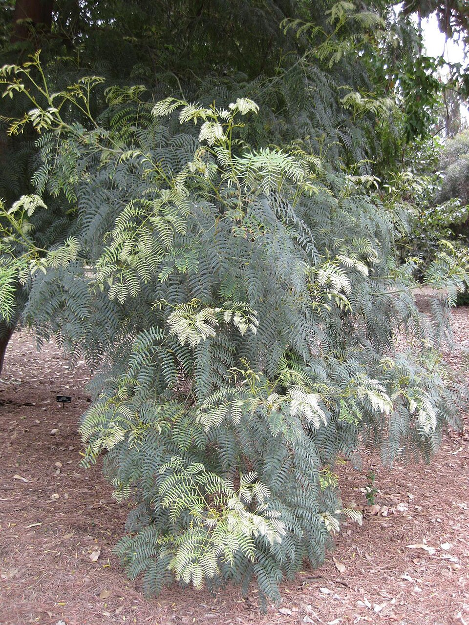 Acacia terminalis (Sunshine Wattle) (alternate view 4)