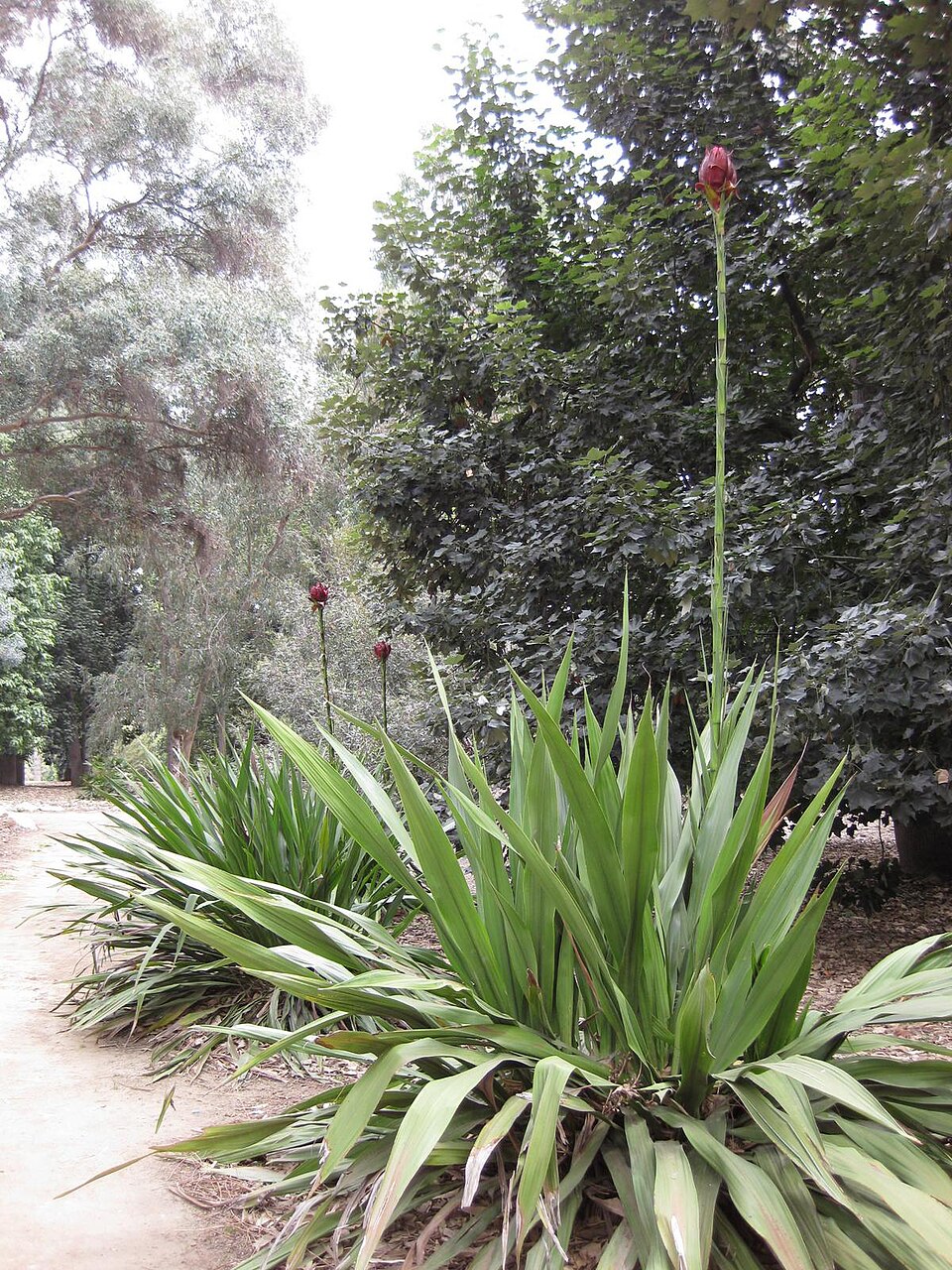 Doryanthes excelsa (Gymea Lily) (alternate view 5)