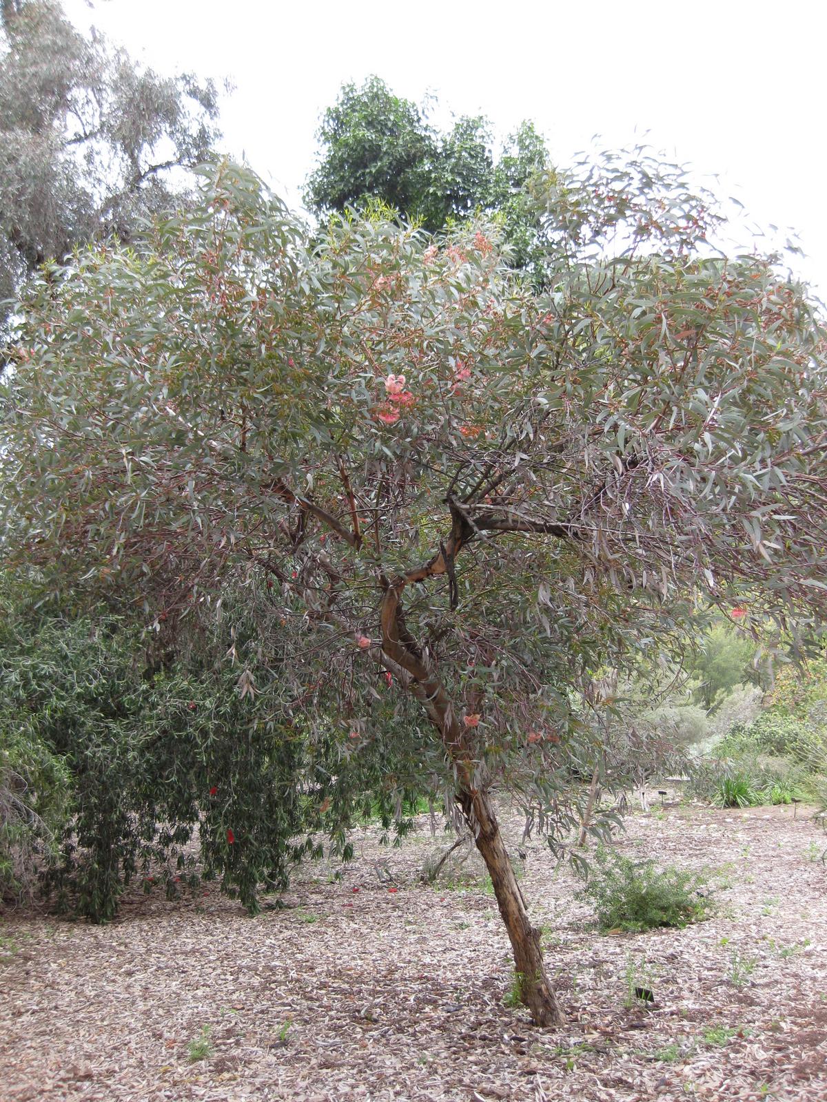 Eucalyptus torquata, Coral gum — upright evergreen (Myrtaceae) (image 2 of 9)