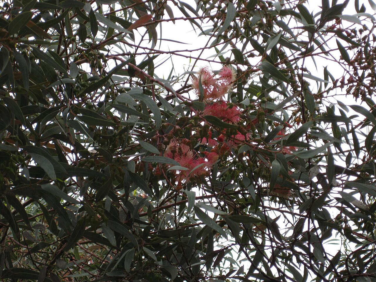 Eucalyptus torquata, Coral gum — upright evergreen (Myrtaceae) (image 3 of 9)