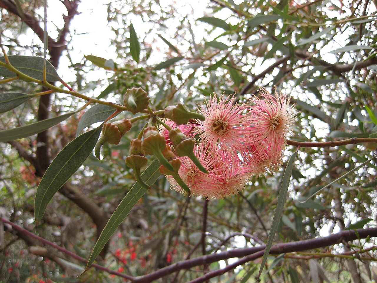 Eucalyptus torquata, Coral gum — upright evergreen (Myrtaceae) (image 4 of 9)