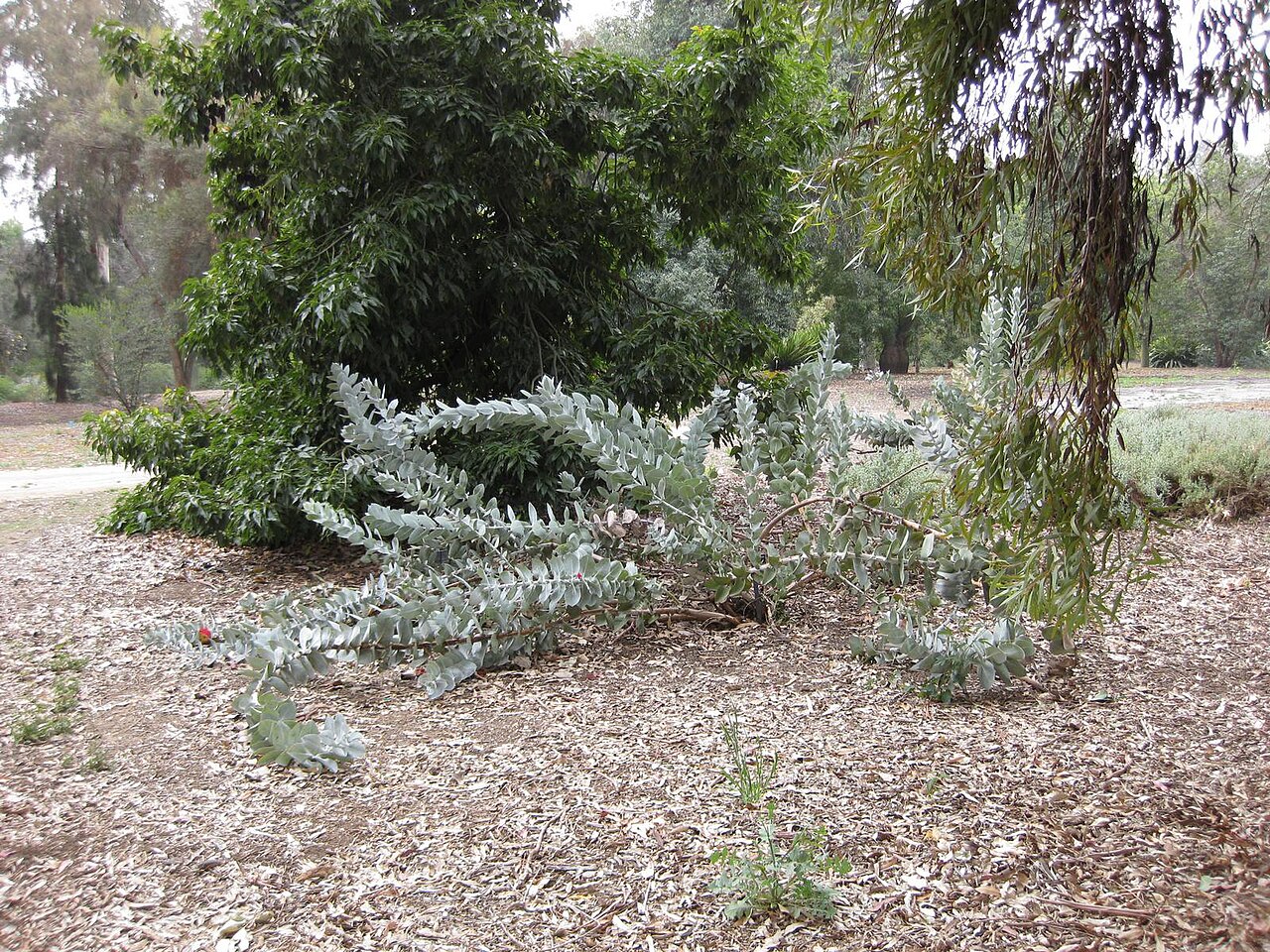 Eucalyptus macrocarpa, Mottlecah — upright evergreen (Myrtaceae) (image 5 of 10)