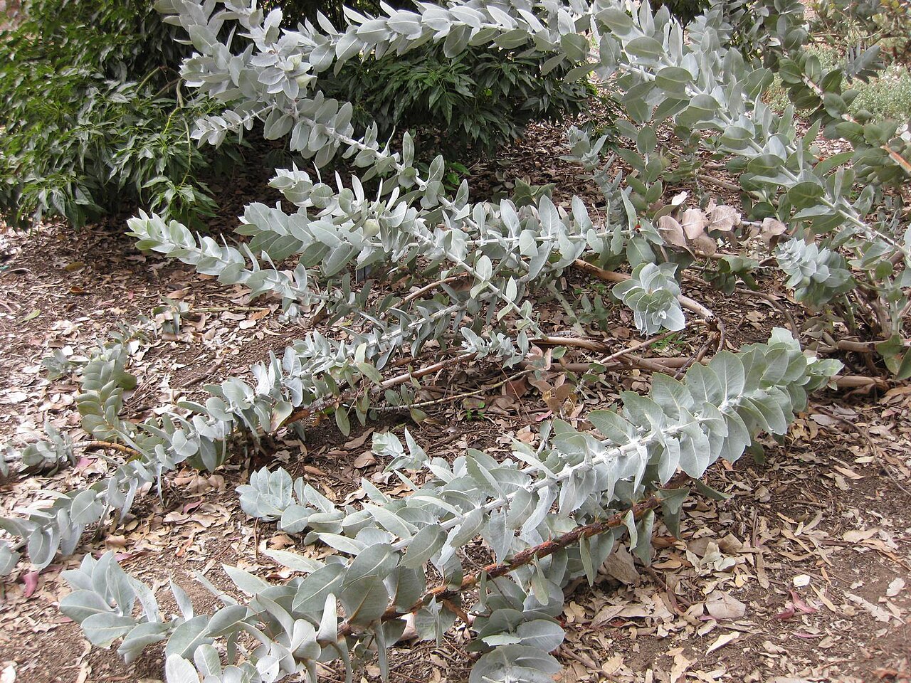 Eucalyptus macrocarpa, Mottlecah — upright evergreen (Myrtaceae) (image 6 of 10)