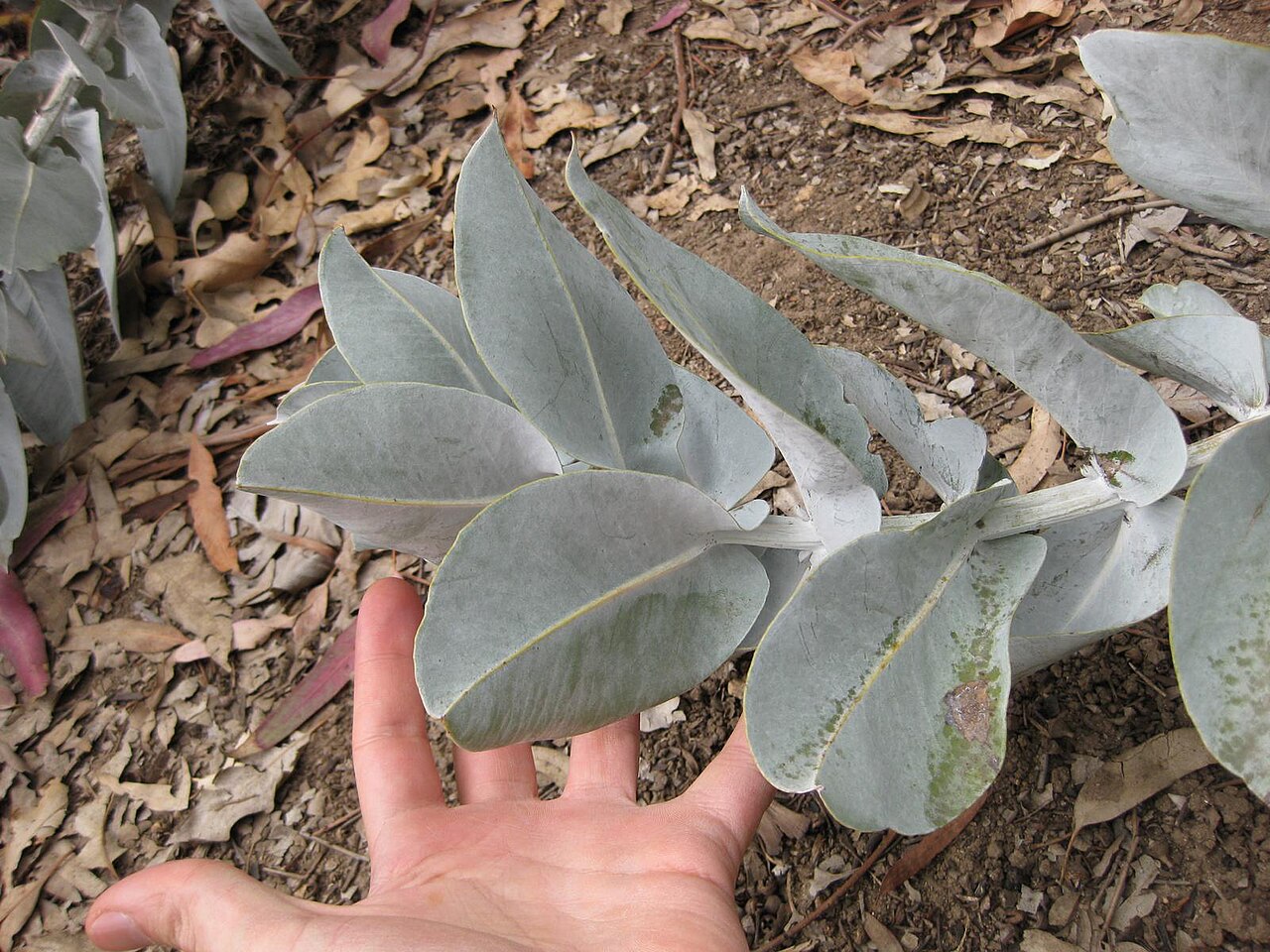 Eucalyptus macrocarpa, Mottlecah — upright evergreen (Myrtaceae) (image 7 of 10)