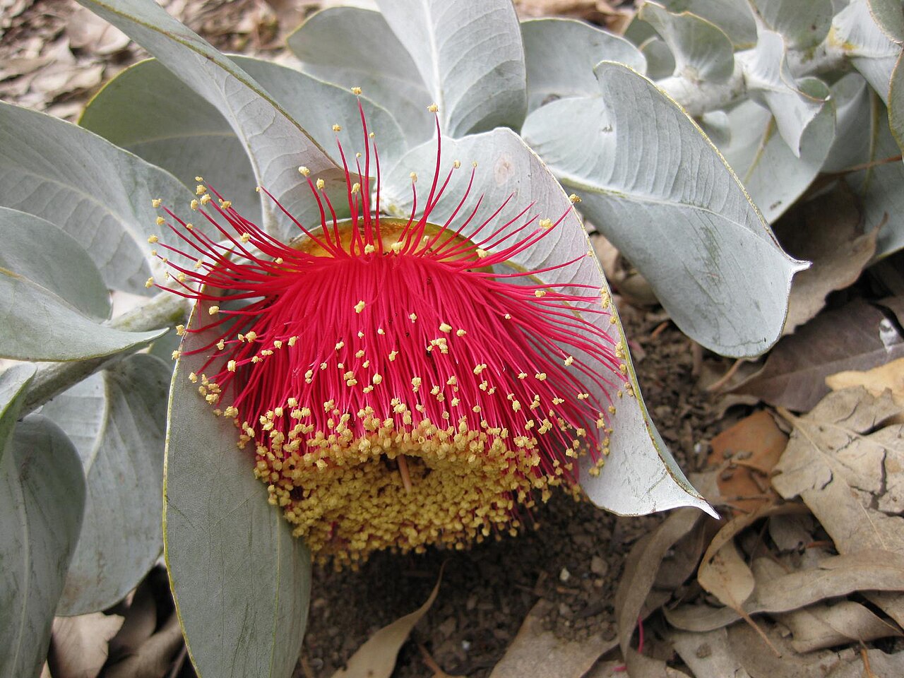 Eucalyptus macrocarpa, Mottlecah — upright evergreen (Myrtaceae) (image 8 of 10)