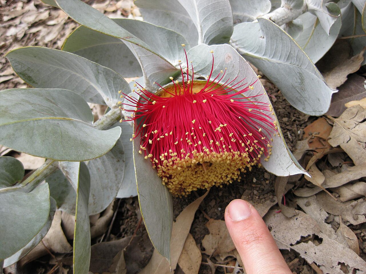 Eucalyptus macrocarpa, Mottlecah — upright evergreen (Myrtaceae) (image 9 of 10)
