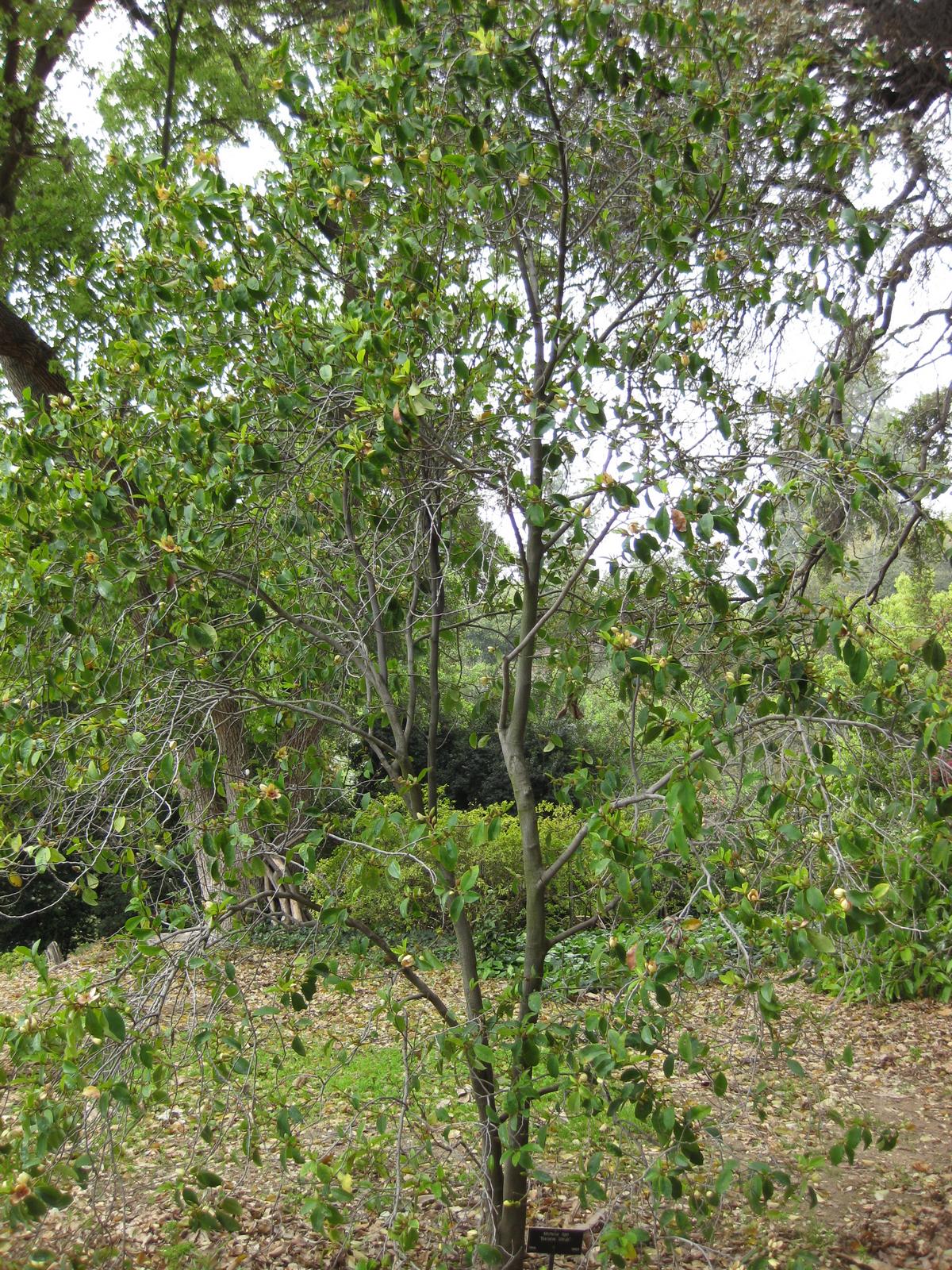 Magnolia figo, Banana shrub — upright evergreen (Magnoliaceae) (image 2 of 10)