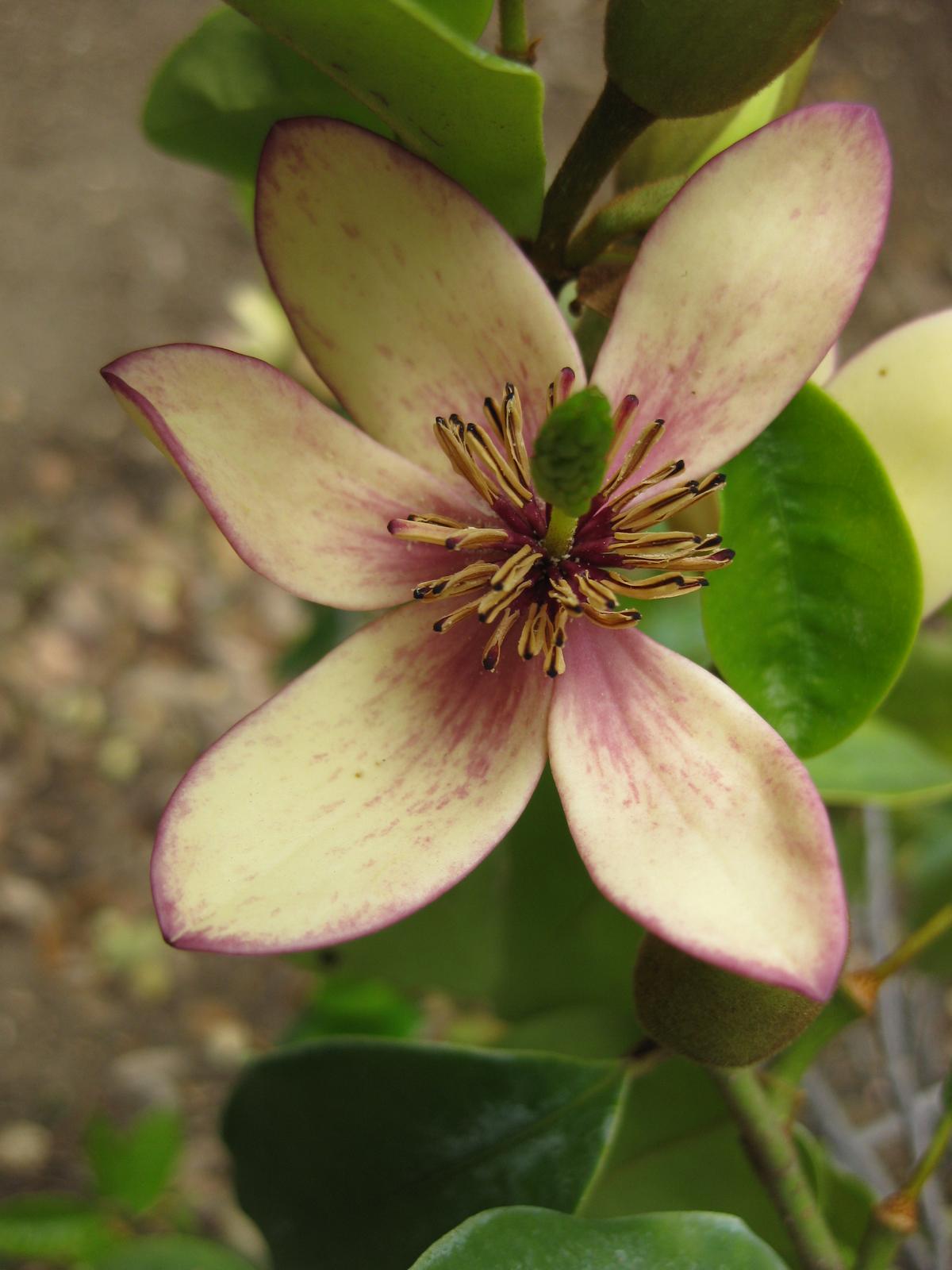 Magnolia figo, Banana shrub — upright evergreen (Magnoliaceae) (image 3 of 10)