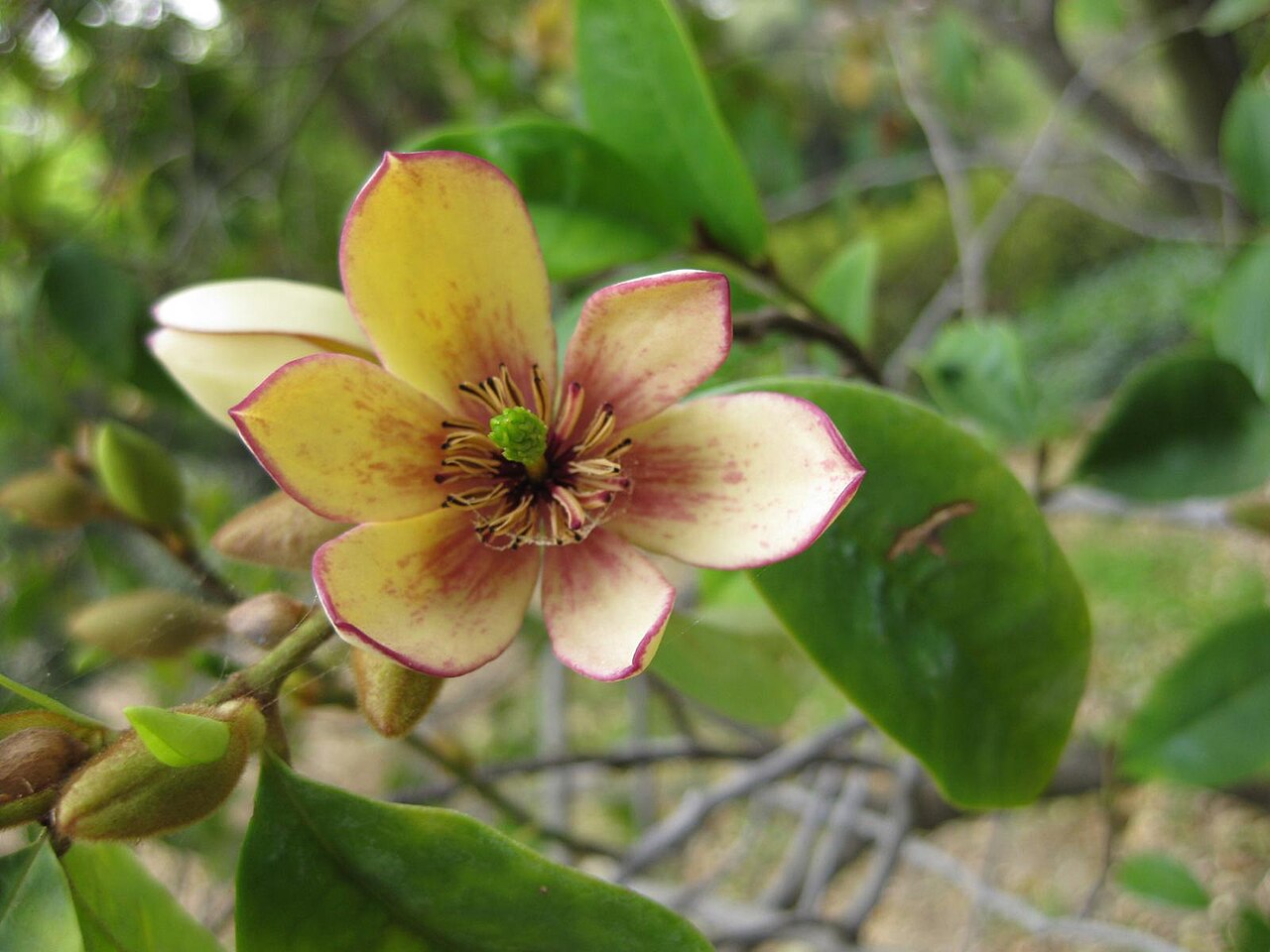 Magnolia figo, Banana shrub — upright evergreen (Magnoliaceae) (image 4 of 10)