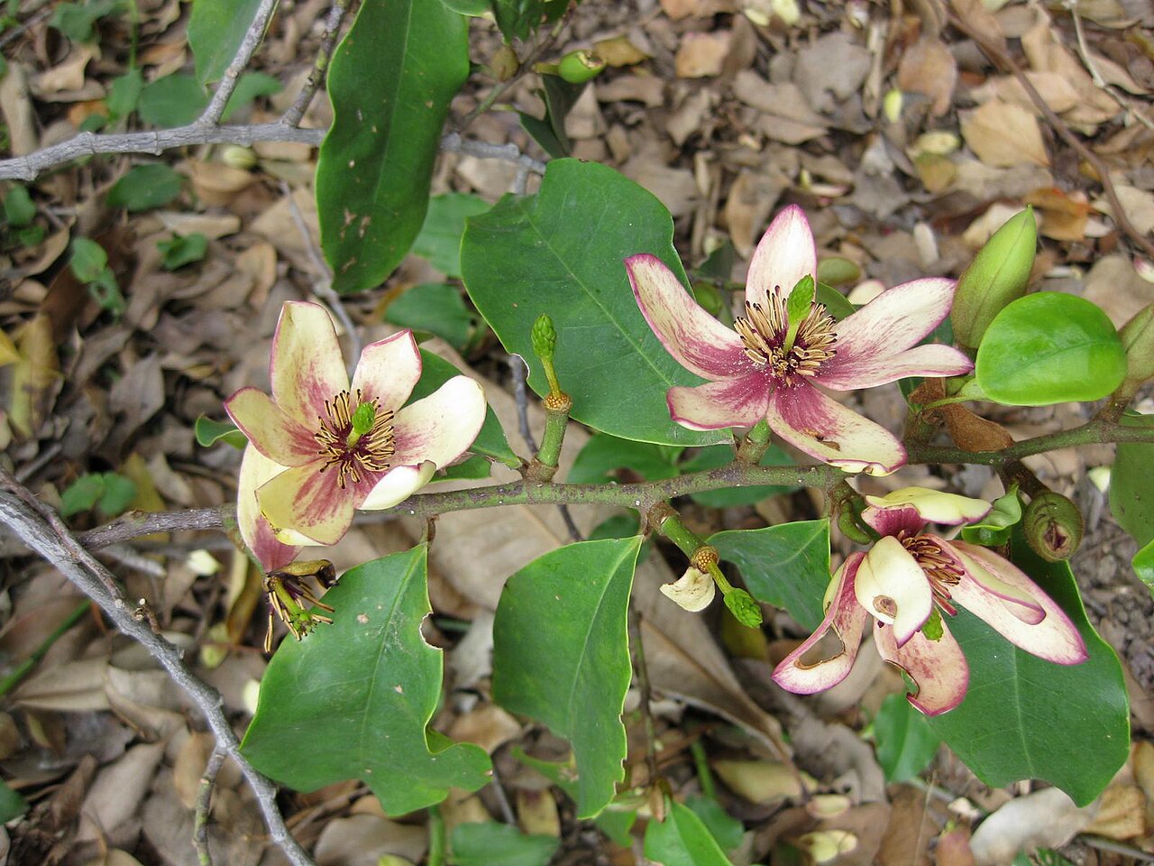 Magnolia figo, Banana shrub — upright evergreen (Magnoliaceae) (image 5 of 10)