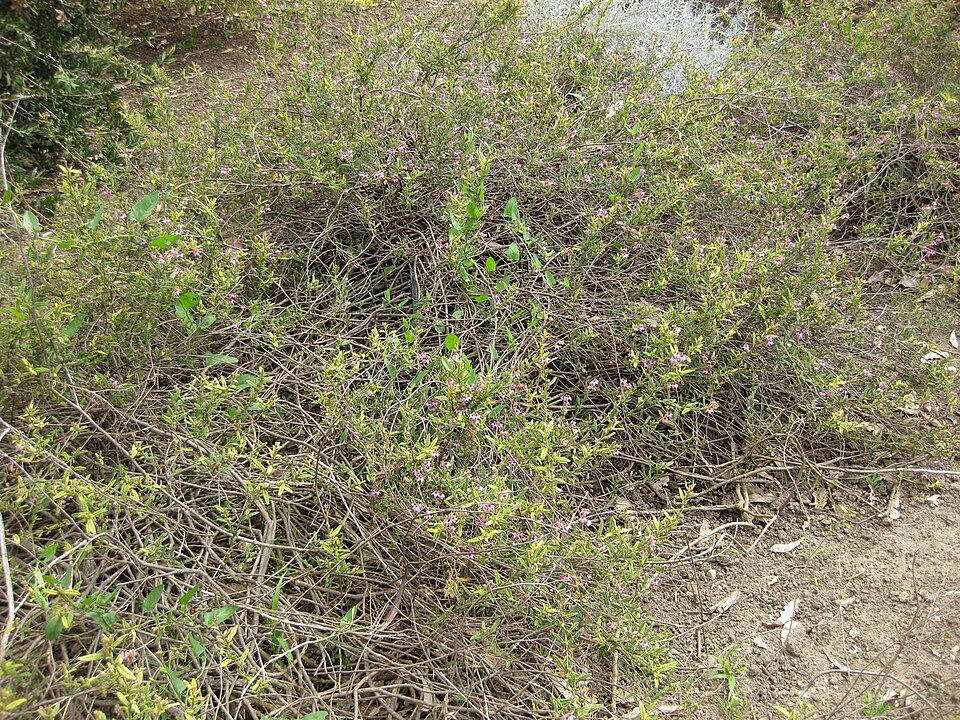 Thomasia petalocalyx (paper flower)