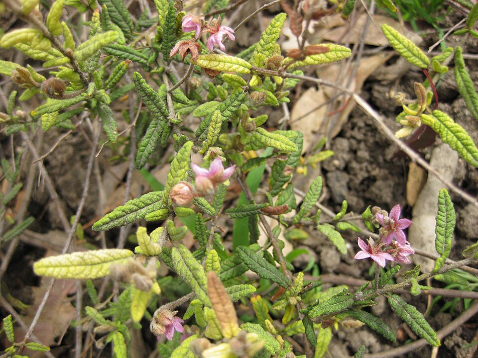 Thomasia petalocalyx (paper flower) (alternate view 2)