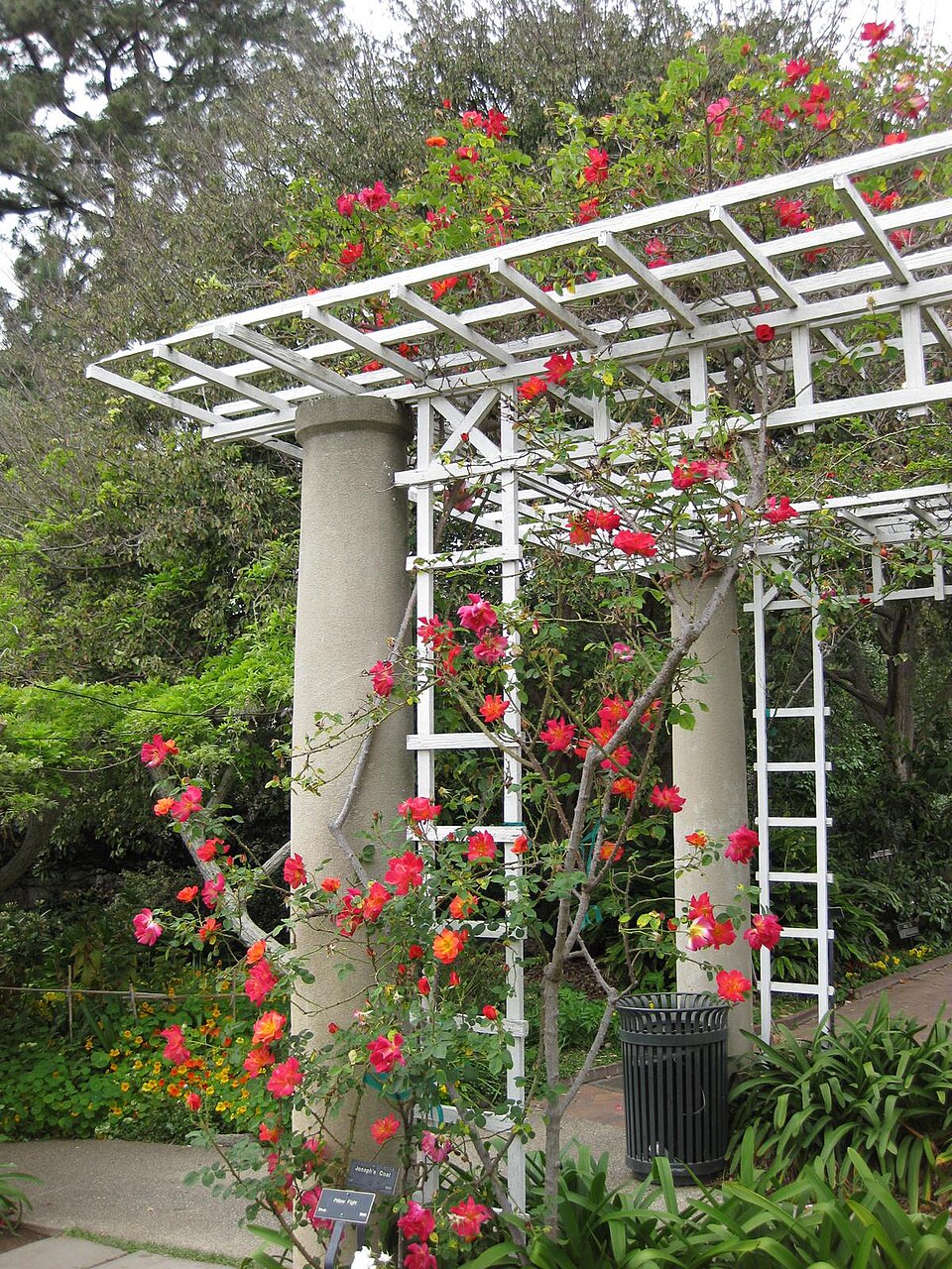 Rosa 'Joseph's Coat' (Joseph's Coat Rose)