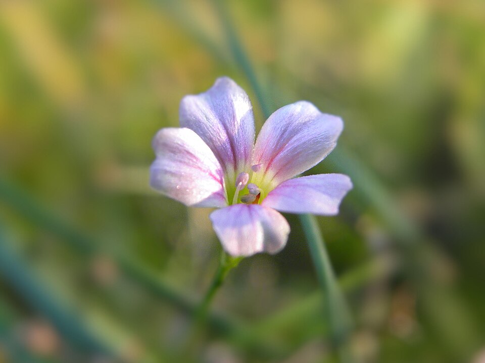 Linum perenne (alternate view 15)