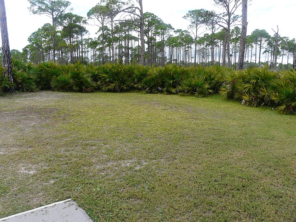 Serenoa repens (saw palmetto) (alternate view 4)