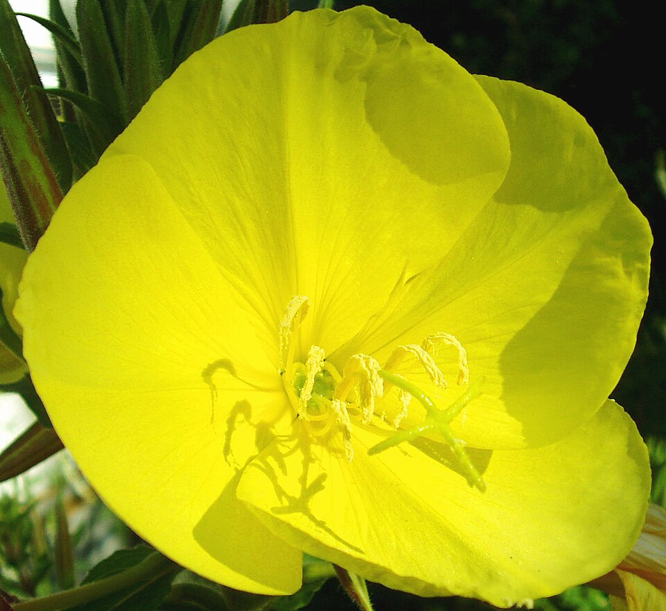 Oenothera glazioviana (Large-flowered Evening-primrose)