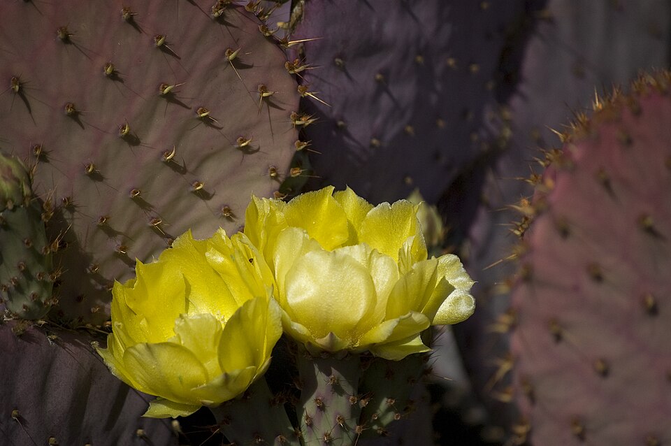 Opuntia santa-rita (Santa Rita Prickly Pear) (alternate view 7)