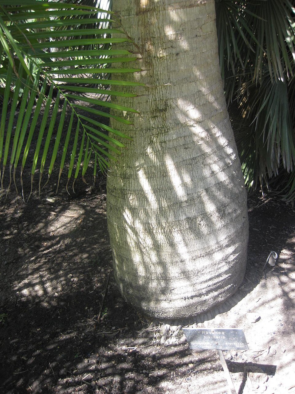 Ravenea rivularis (Majesty Palm) (alternate view 7)