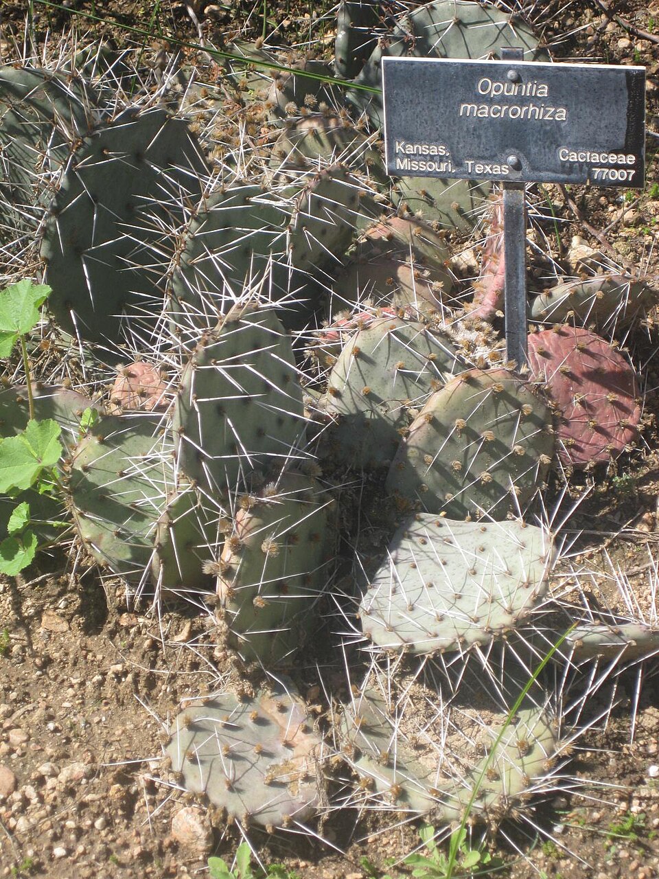Opuntia macrorhiza (prairie pricklypear) (alternate view 7)