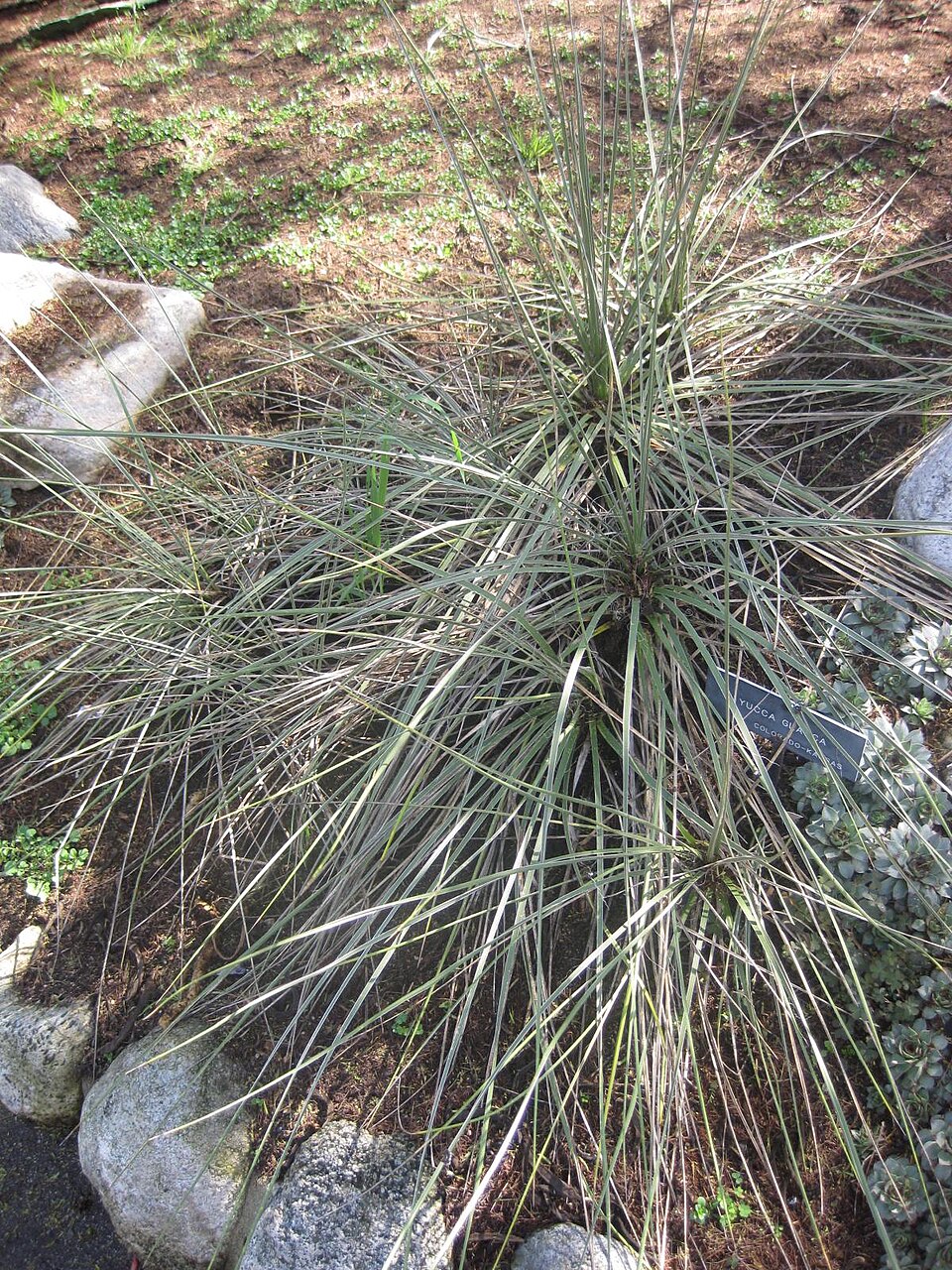 Yucca glauca (Great Plains yucca) (alternate view 8)