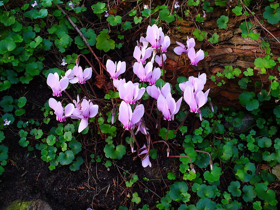 Cyclamen hederifolium (ivy-leaved cyclamen) (alternate view 9)